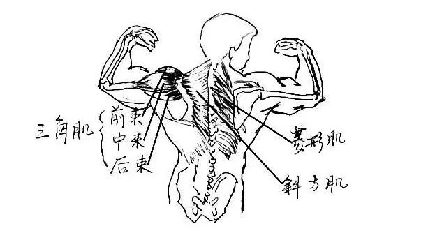 手臂后背怎么减肥_锻炼背部和手臂的健身动作_手臂后背运动健身房